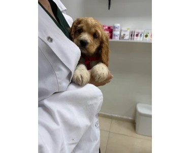 Clinique Vétérinaire CASAVET - Urgences
