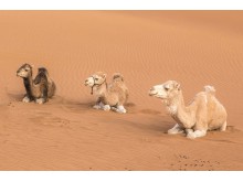 LES GRANDES DUNES MAROCAIN