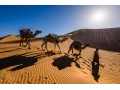Morocco desert tours & day trip from Marrakech