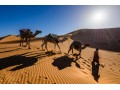 Morocco desert tours & day trip from Marrakech