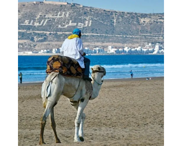 Unforgettable Agadir Camel Ride – Camel Tour in Agadir